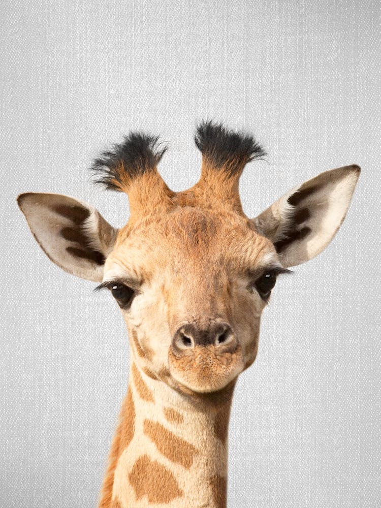 Baby Giraffe