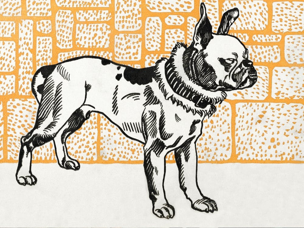 Pitbull Terrier, Moriz Jung