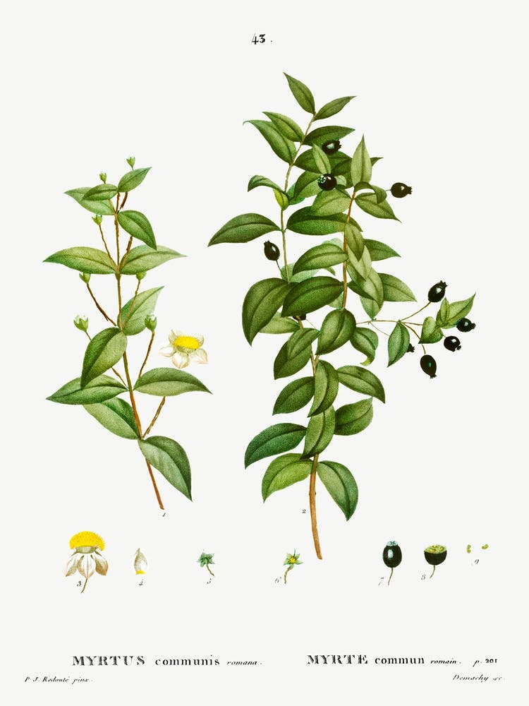 Myrtus Communis Romana, Pierre Joseph Redoute