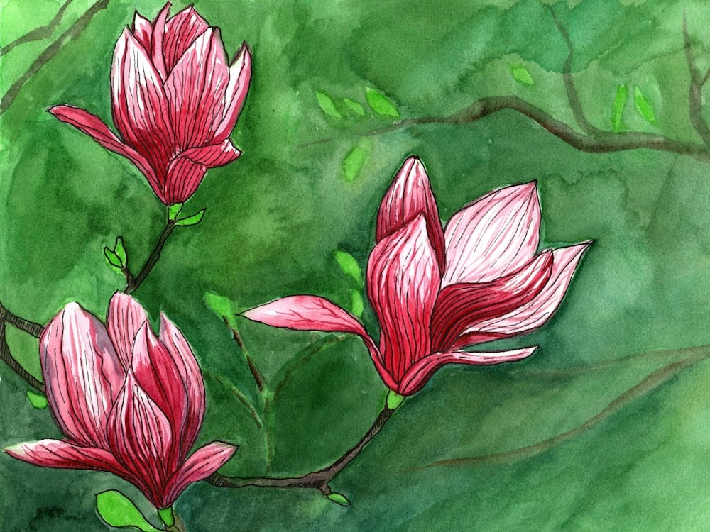 Magnolia