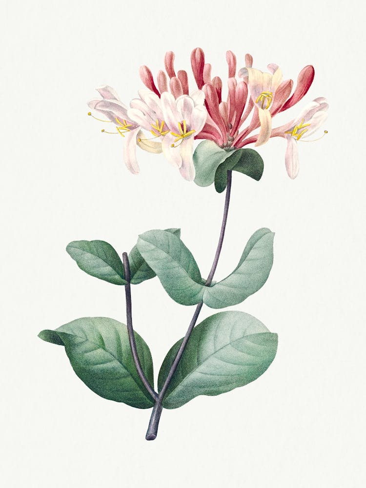 Honeysuckle, Pierre Joseph Redoute 1