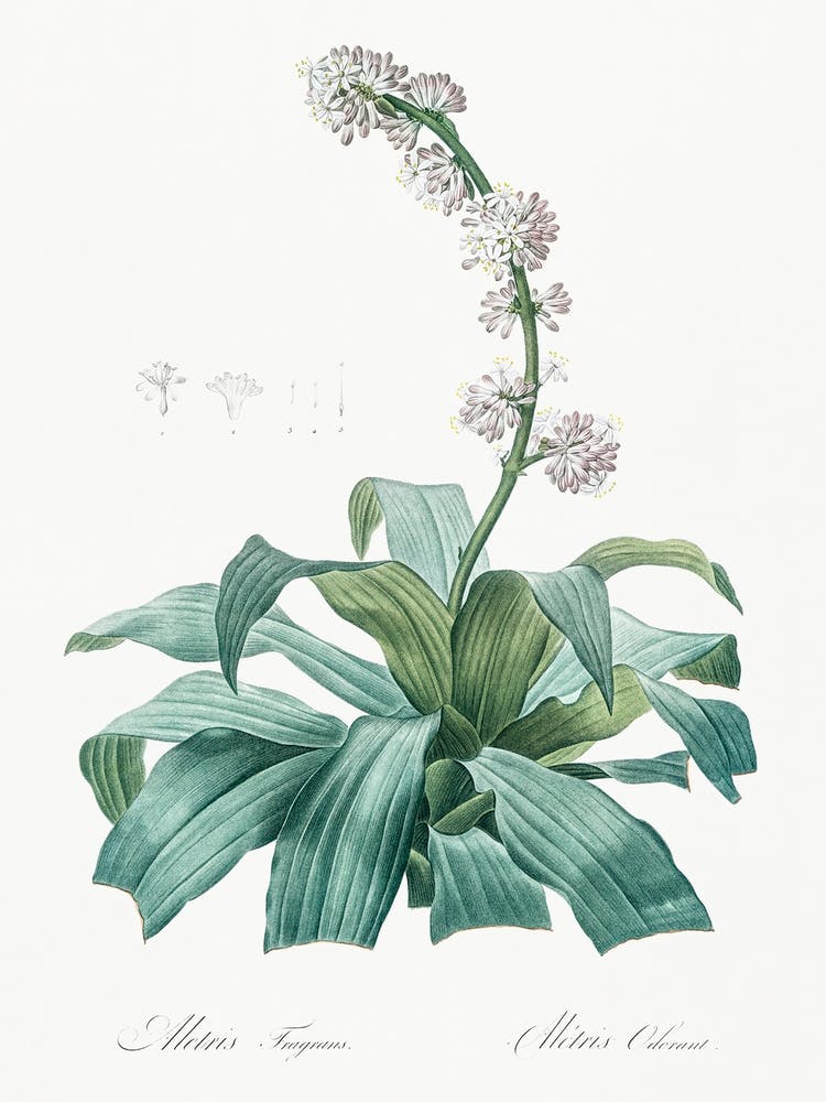Aletris Fragrans, Pierre Joseph Redoute