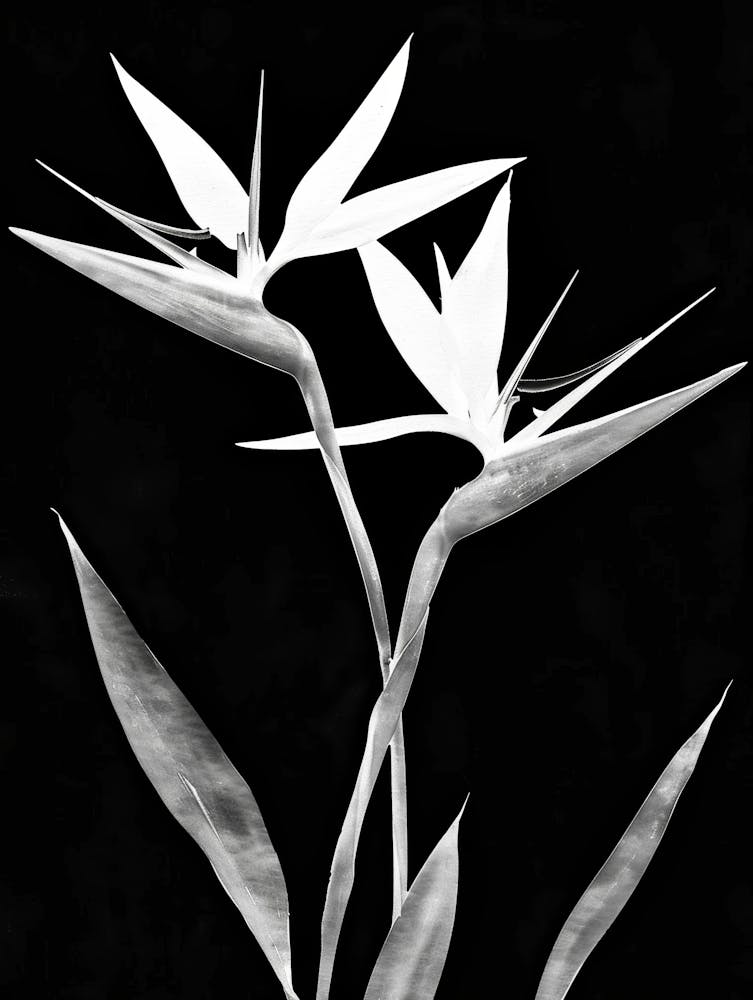Bird Of Paradise 62