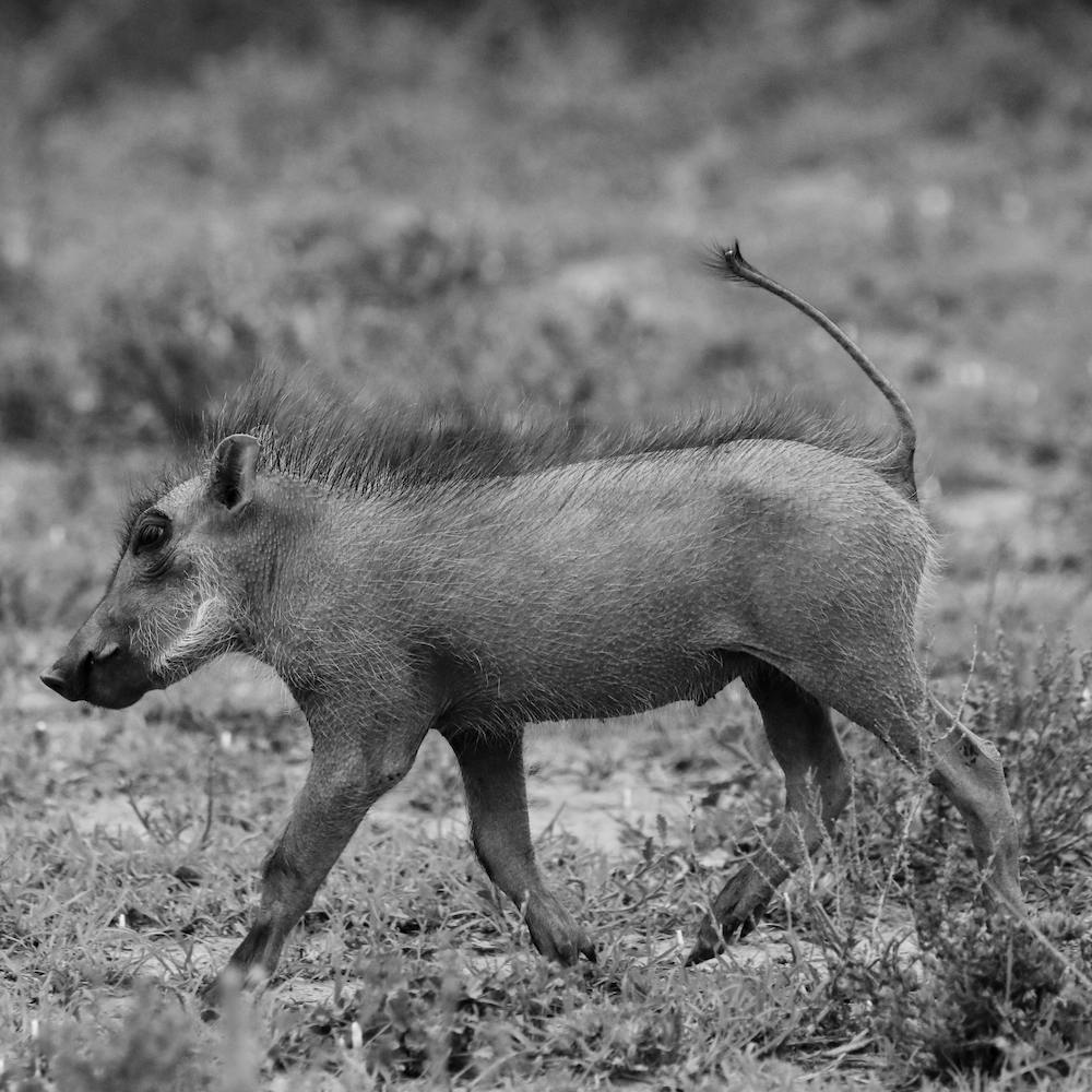 Warthog Baby