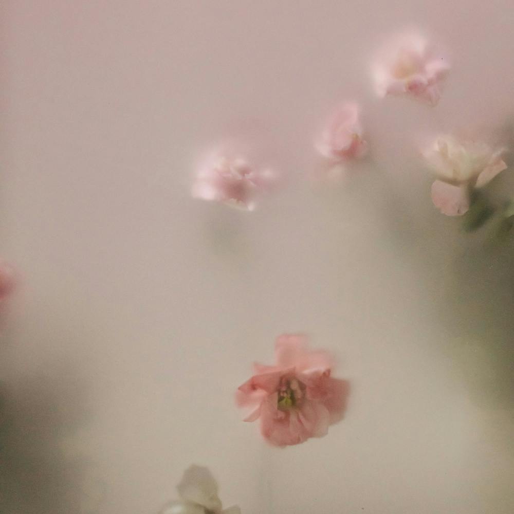 Pink Roses 3