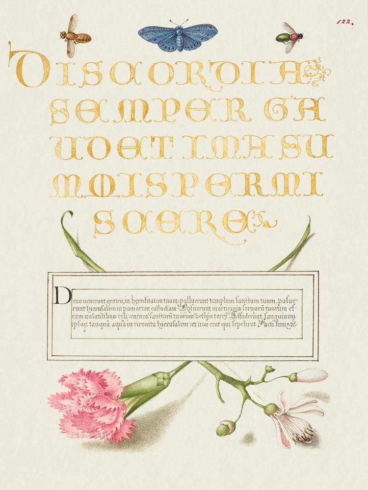 Insects, Carnation, And Judas Tree From Mira Calligraphiae Monumenta, Joris Hoefnagel