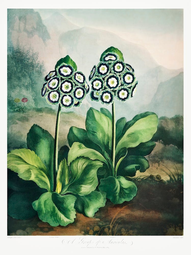 A Group Of Auriculas From The Temple Of Flora (1808), Robert John Thornton