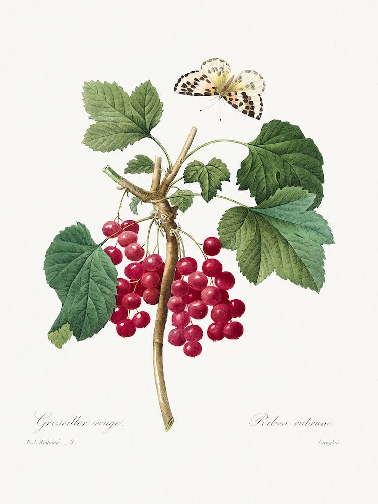 Red Currant From Choix Des Plus Belles Fleurs, Pierre Joseph Redouté
