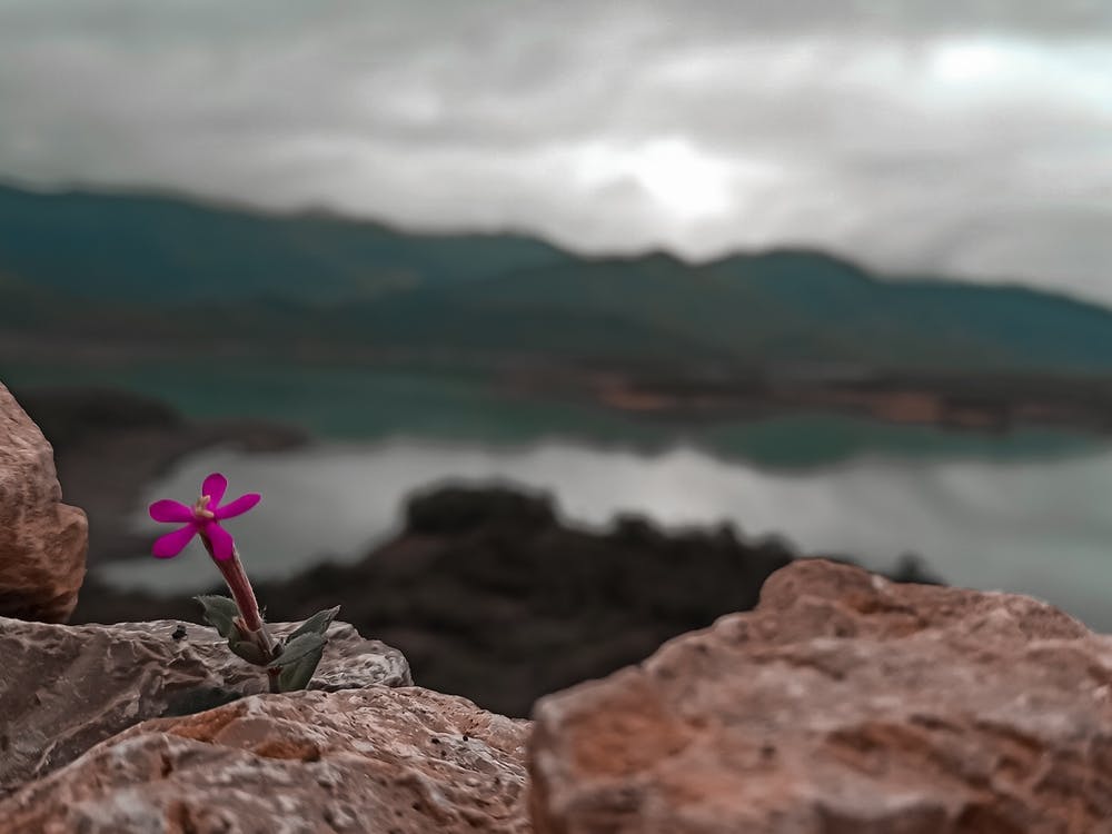 Flower On Rocks