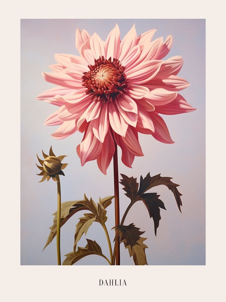 Floral Illustration Dahlia 3 Poster