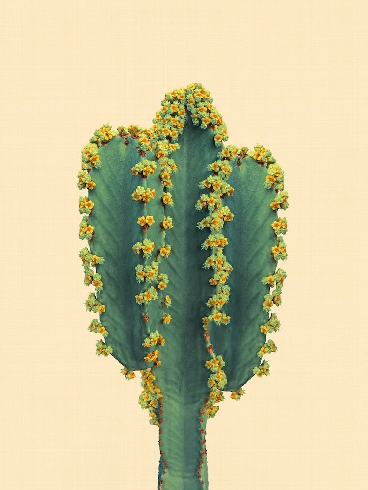 Cactus 3