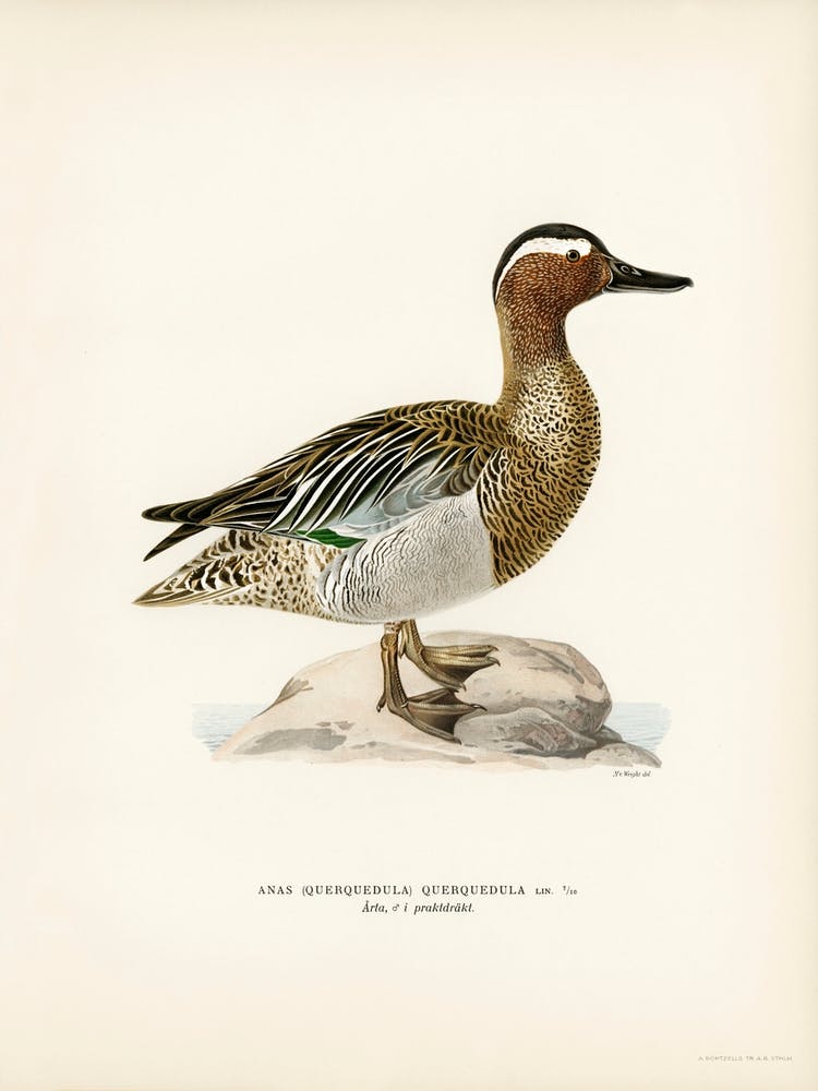Garganey Male (Anas Querquedula), The Von Wright Brothers
