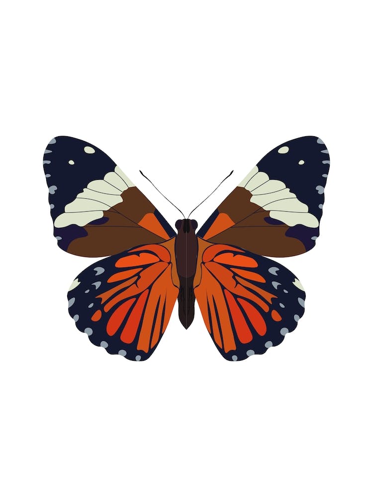Hamadryas-Schmetterling