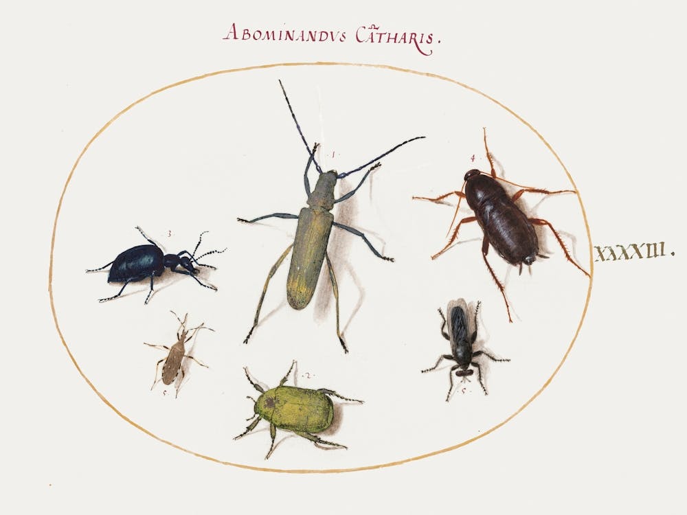 A Golden Bloomed Gray Longhorn, Tansy Beetle, Cockroach, Leaf Footed Bug, And Other Insects (1575–1580), Joris Hoefnagel
