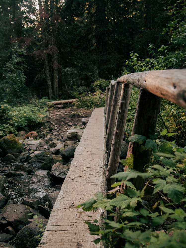 Wooden Footbridge