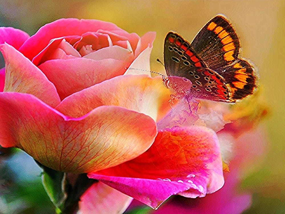 Butterfly On A Pink Rose