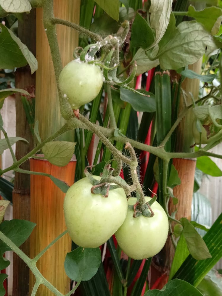 Green Tomatoes