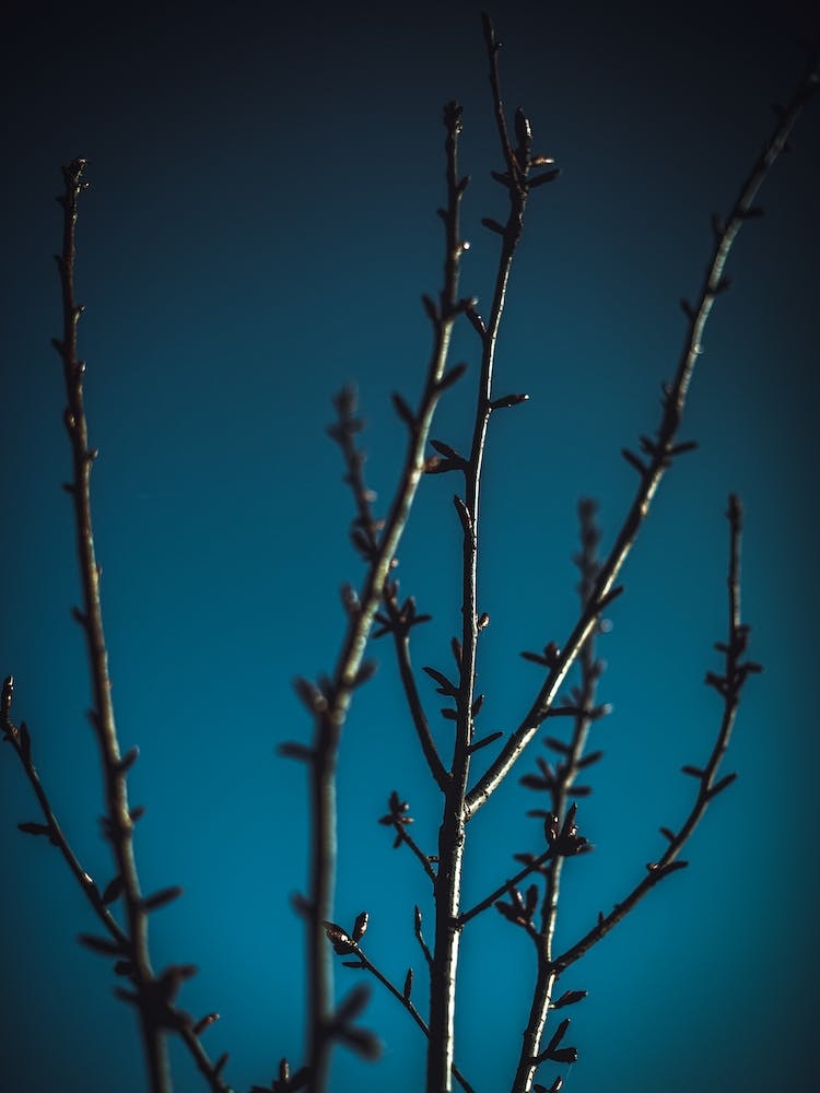 Dark Buds