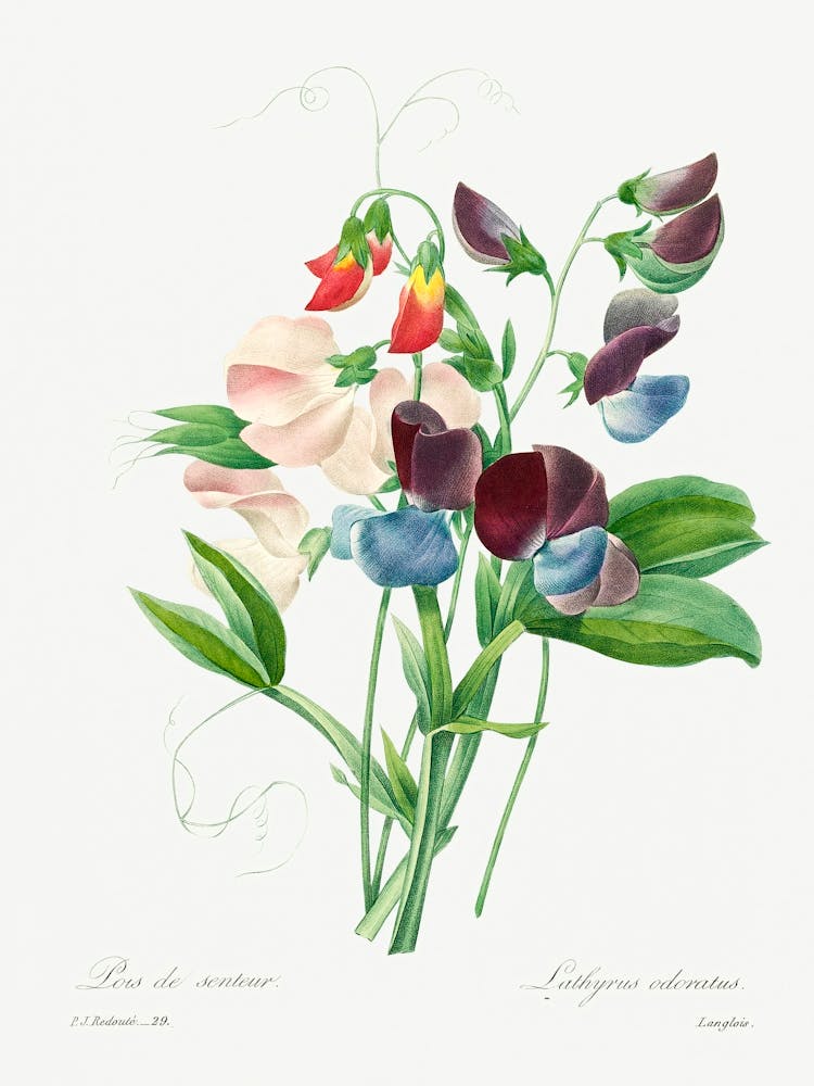 Edelwicke, Pierre Joseph Redoute (2)