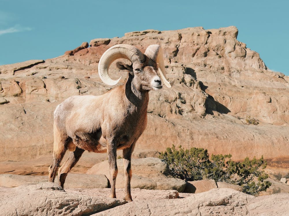New Mexico Bighorn Sheep
