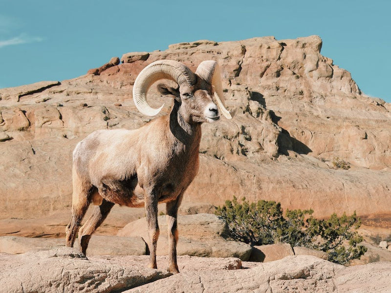 New Mexico Bighorn Sheep