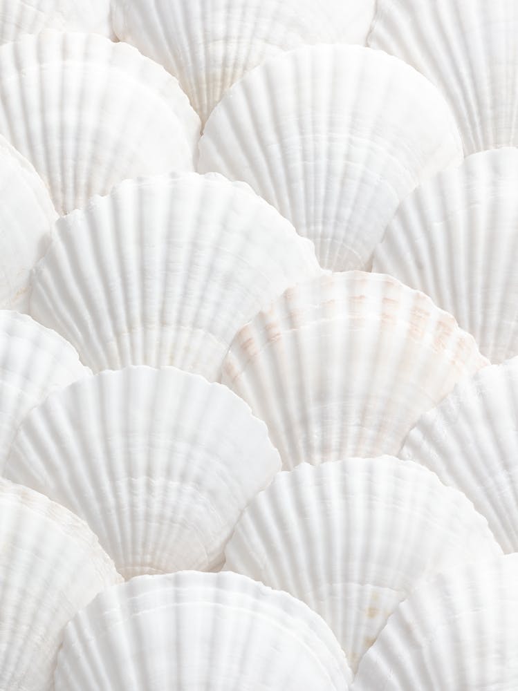 Pattern of shells_2110342