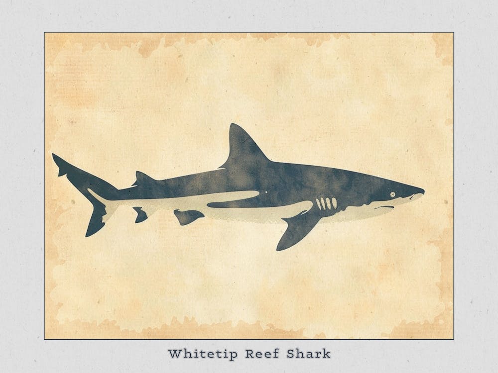 Whitetip Reef Shark Shark Silhouette 6 Poster