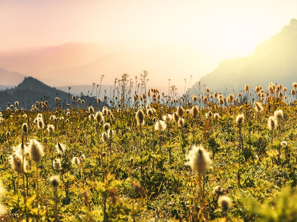 Wildflowers In The Mountains - Mount Rainier National Park Sunset