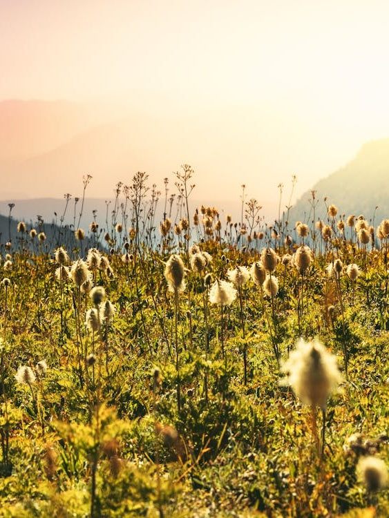 Wildflowers In The Mountains - Mount Rainier National Park Sunset