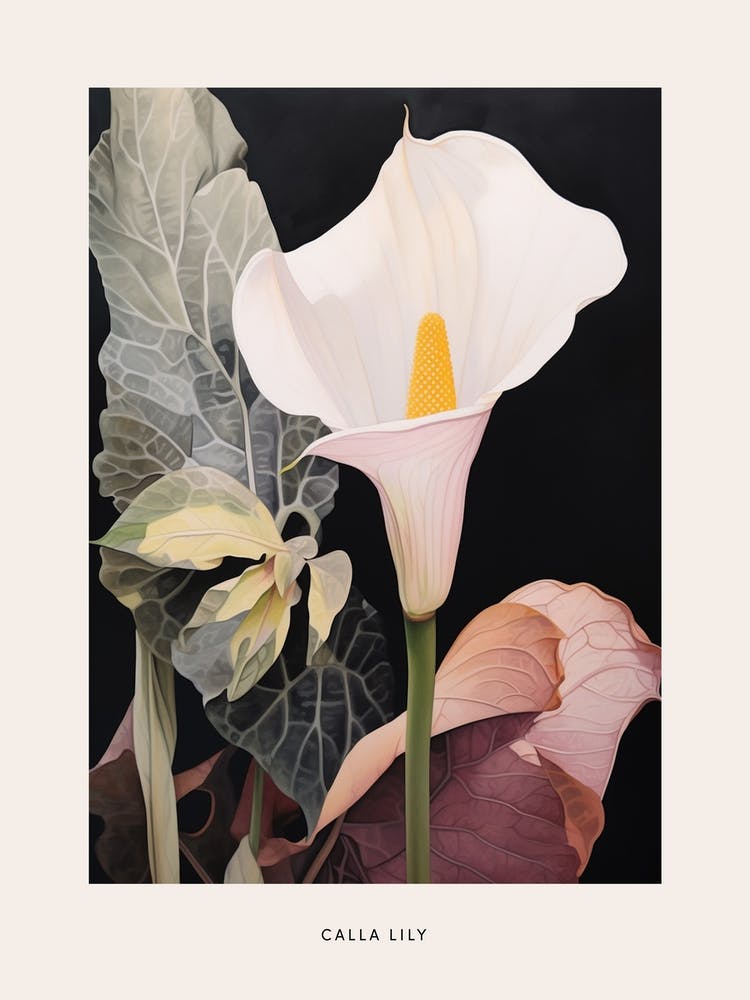 Flower Illustration Calla Lily 2 Poster