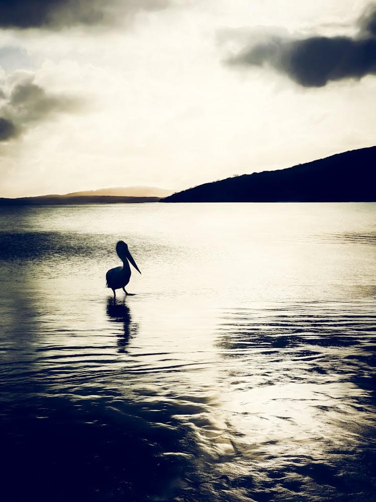 The Pelican 1