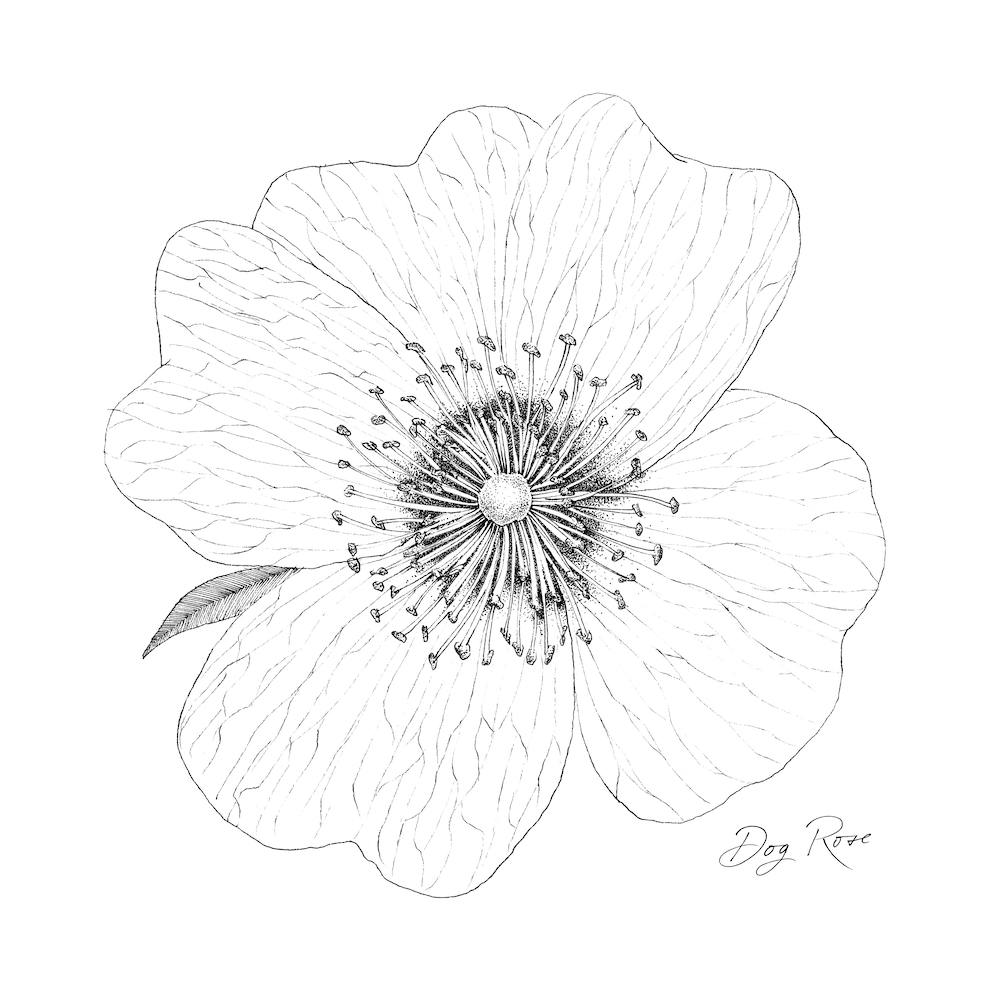 Dog Rose 2
