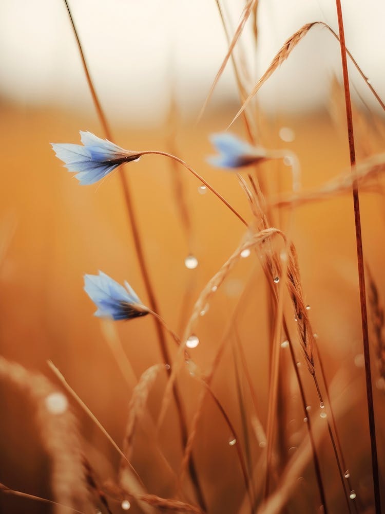 Bleuet Bleu N° 2