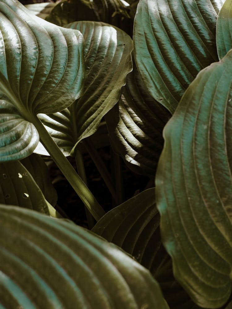 Hosta Leaves