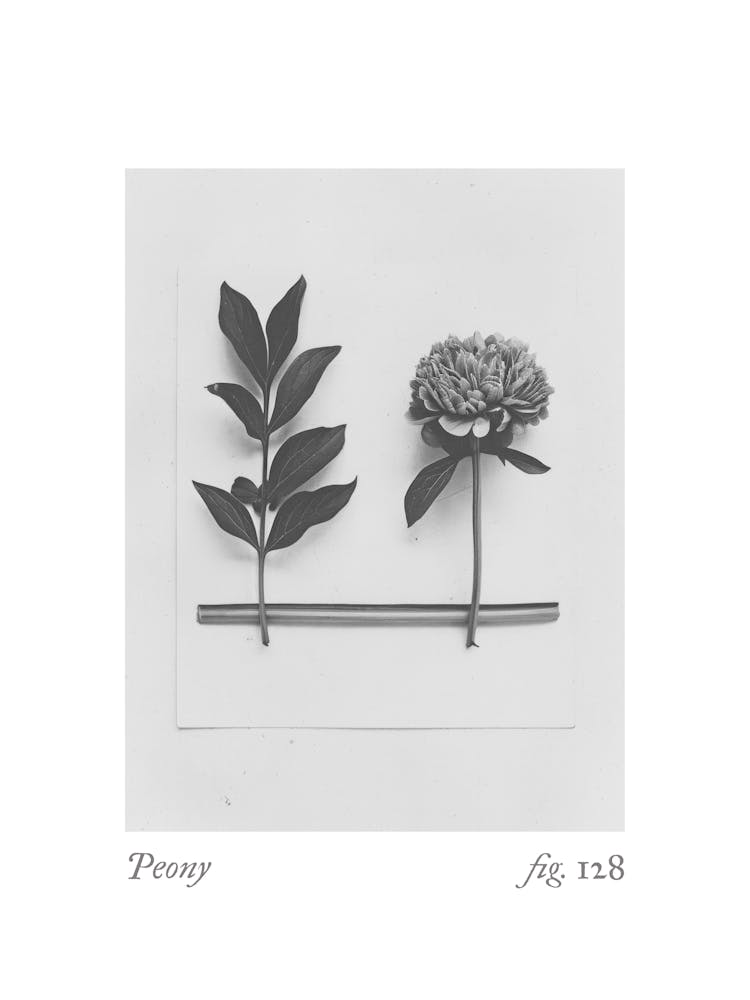 Pfingstrosen Botanische Collage 2