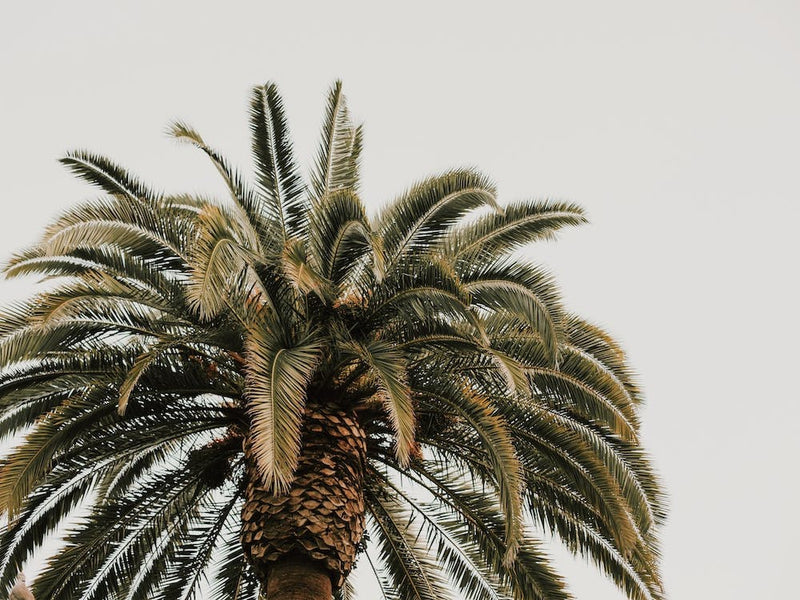 Spain Palm Tree