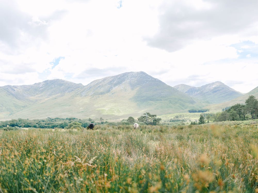 Ireland Field and Mountains 