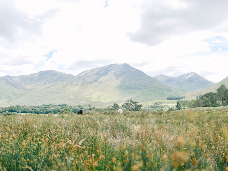 Ireland Field and Mountains