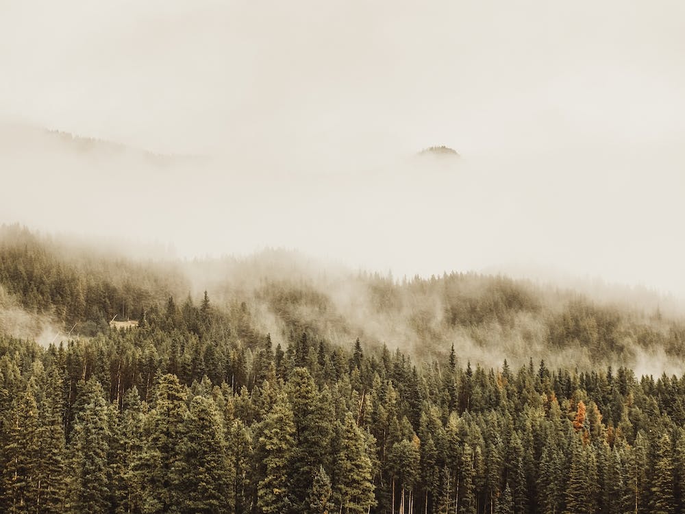 Fog Covered Forest