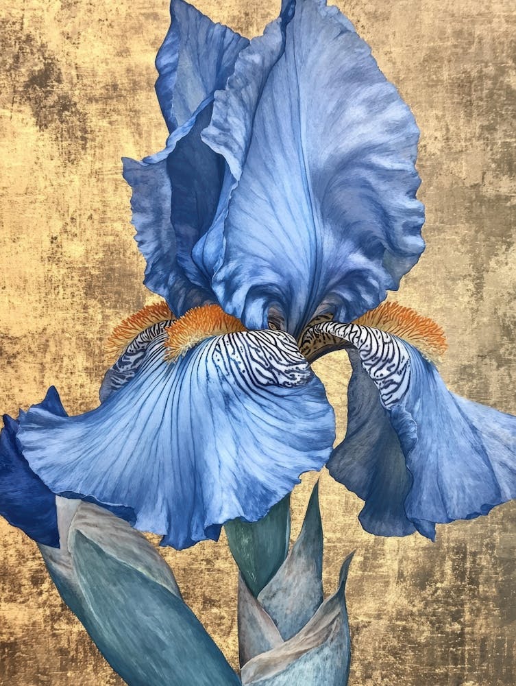 Iris Bleu 14