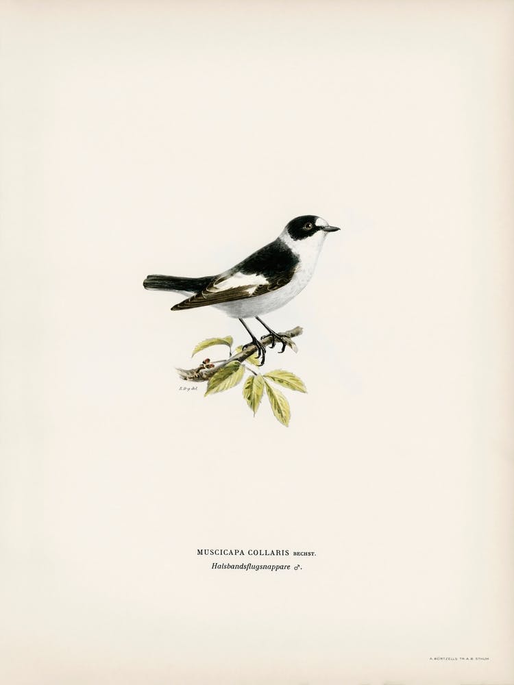 Collared Flycatcher, The Von Wright Brothers