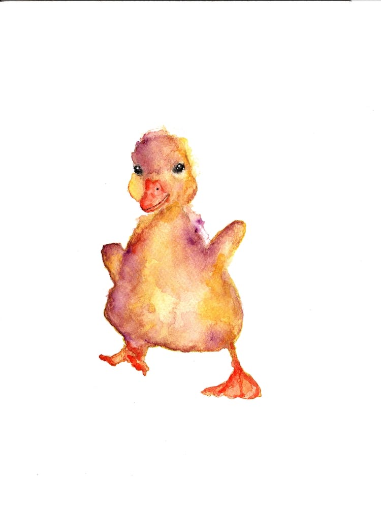Bébé Canard