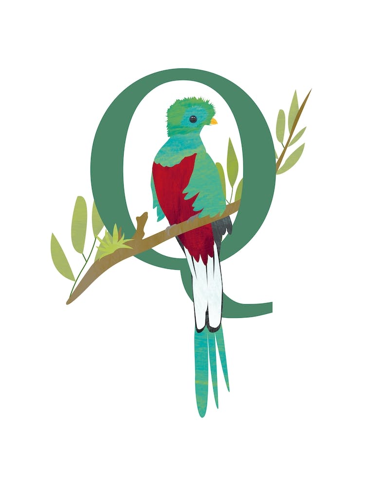 Q For Quetzal