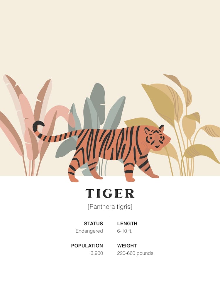 Tiger - Jungle Fact