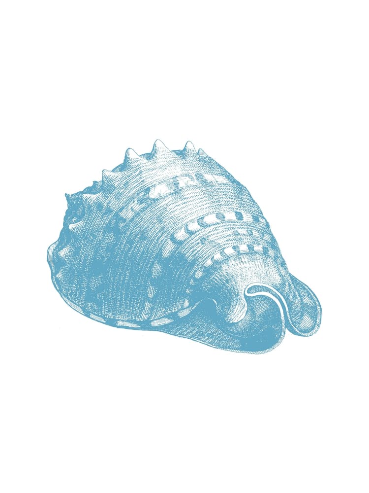 Sea Shell