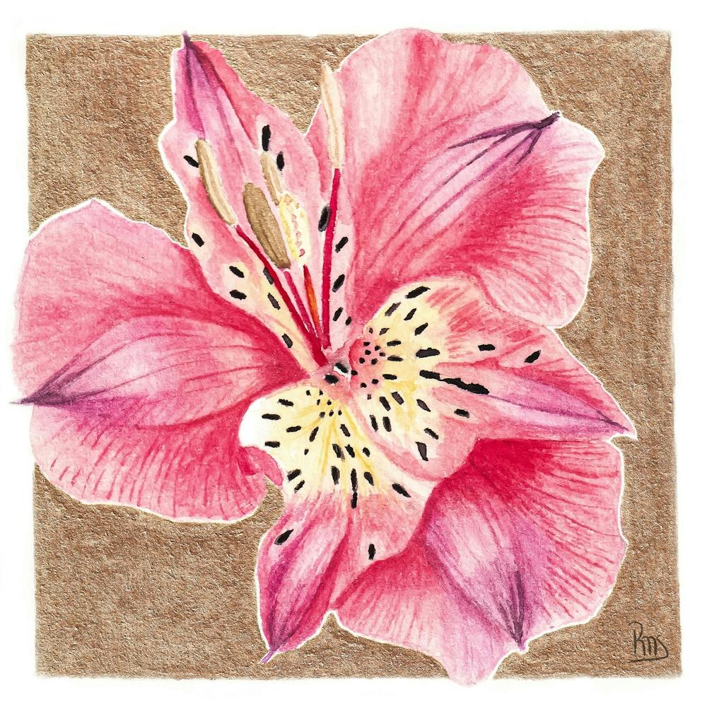 Pink Lily of the Incas Botanical Watercolor