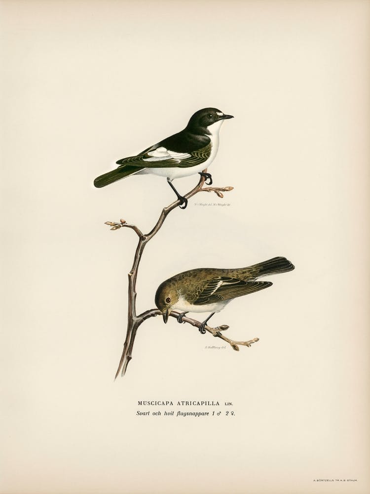 Pied Flycatcher, The Von Wright Brothers 1