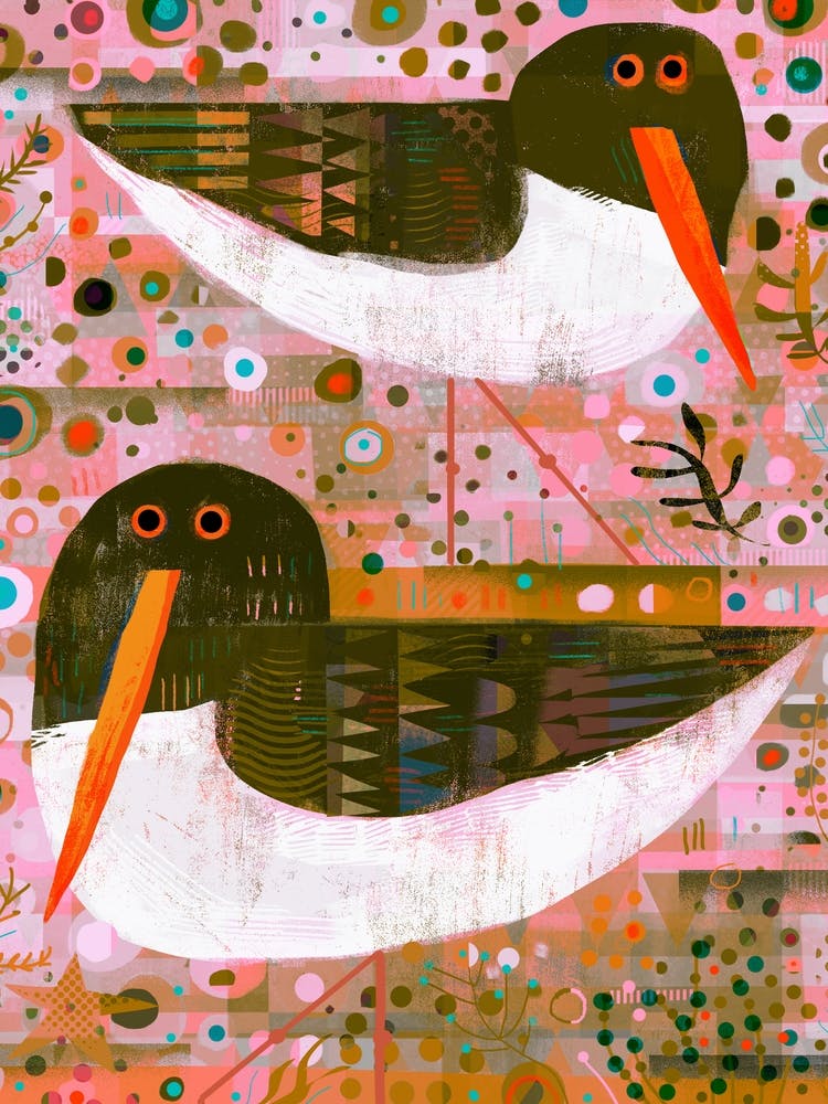 Oystercatchers