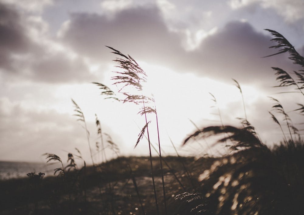 Reeds on the Beach 2