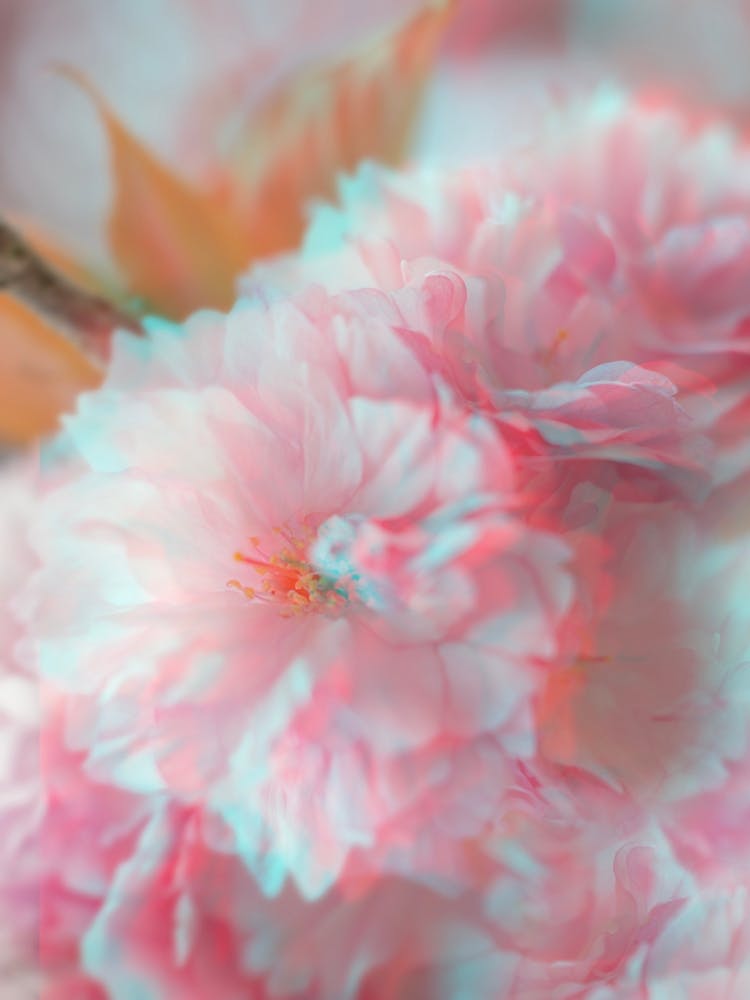 Blurred Psychedelic Blossom Flowers